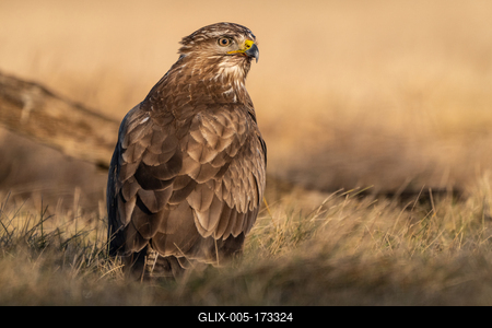 common buzzard standing alone on grass-stock-foto