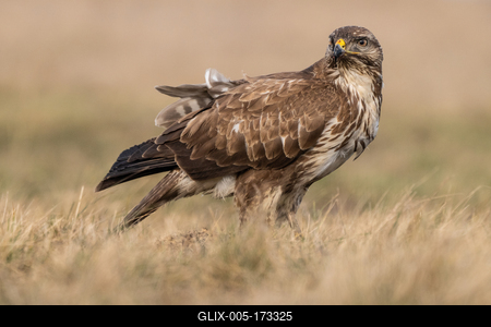 common buzzard eating alone on grass-stock-foto