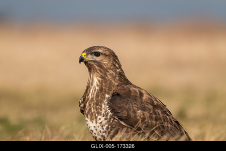 common buzzard standing alone on grass-stock-foto