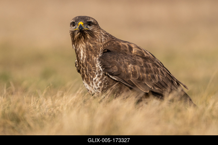 common buzzard standing alone on grass-stock-foto