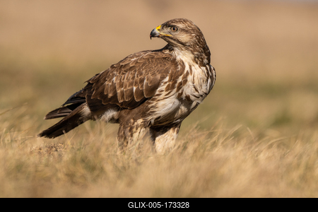 common buzzard eating alone on grass-stock-foto