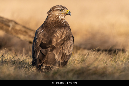 common buzzard standing alone on grass-stock-foto