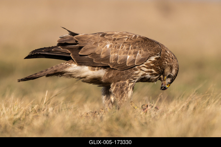 common buzzard eating alone on grass-stock-foto