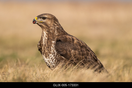 common buzzard standing alone on grass-stock-foto