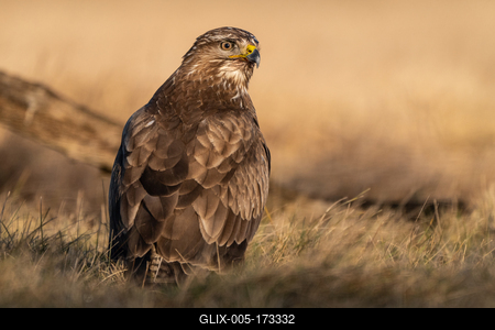 common buzzard standing alone on grass-stock-foto