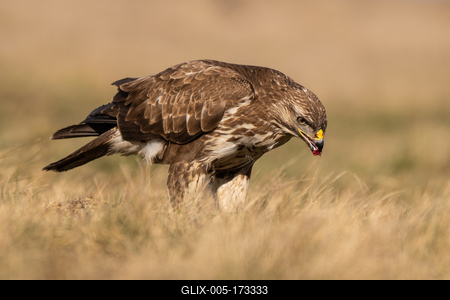common buzzard eating alone on grass-stock-foto