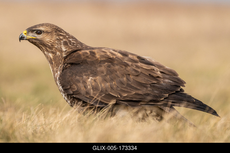 common buzzard standing alone on grass-stock-foto