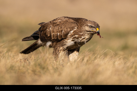 common buzzard eating alone on grass-stock-foto