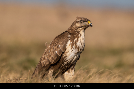 common buzzard standing alone on grass-stock-foto