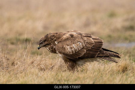 common buzzard eating alone on grass-stock-foto