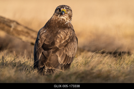 common buzzard standing alone on grass-stock-foto