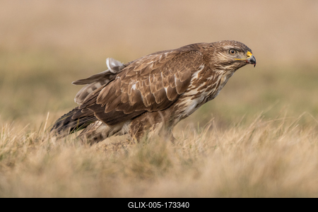 common buzzard eating alone on grass-stock-foto