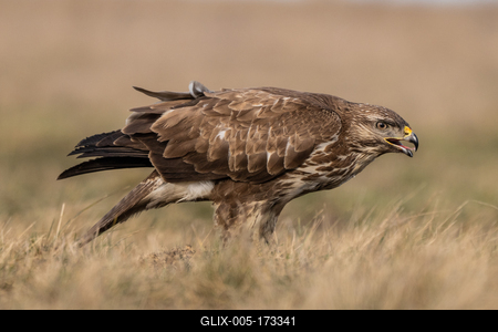 common buzzard standing alone on grass-stock-foto