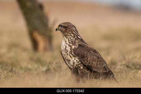 common buzzard standing alone on grass-stock-foto