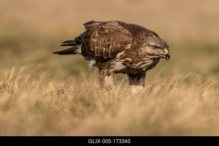 common buzzard standing alone on grass-stock-foto