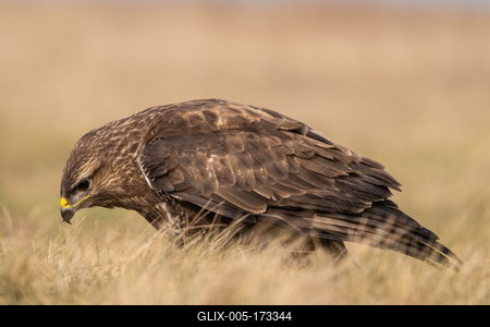 common buzzard standing alone on grass-stock-foto