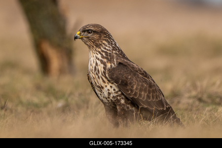 common buzzard standing alone on grass-stock-foto