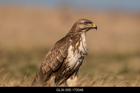 common buzzard standing alone on grass-stock-foto