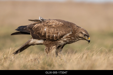 common buzzard eating alone on grass-stock-foto
