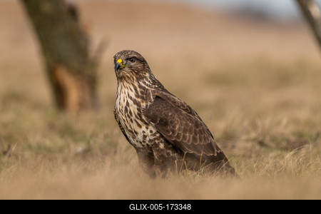 common buzzard standing alone on grass-stock-foto