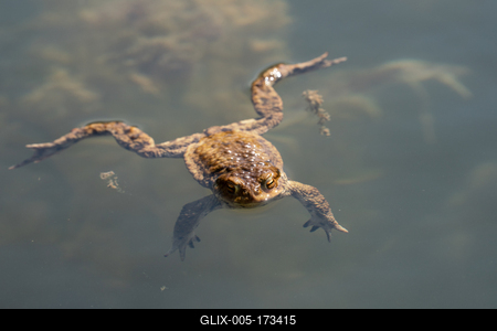 frog swimming in a pond at springtime-stock-foto