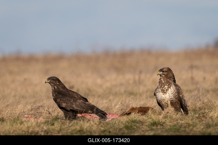 two common buzzards  on a meadow-stock-foto