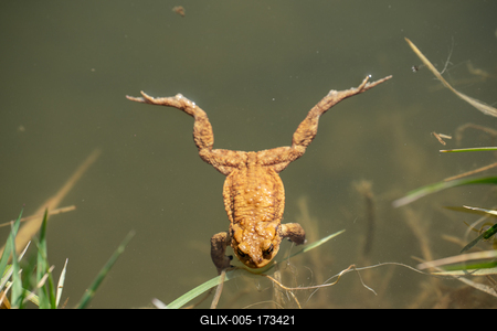 frog swimming in a pond at springtime-stock-foto