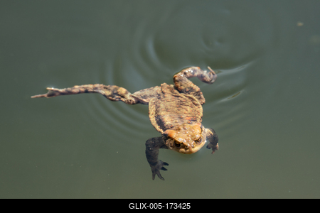 frog swimming in a pond at springtime-stock-foto