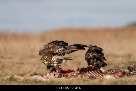 common buzzards eating meat on a meadow-stock-foto