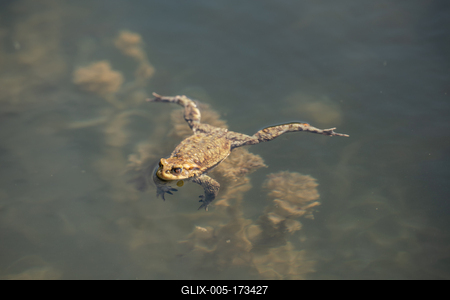 frog swimming in a pond at springtime-stock-foto