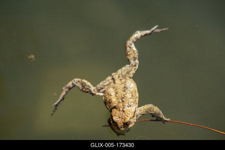 frog swimming in a pond at springtime-stock-foto