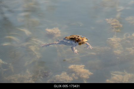 frog couple swimming in a pond at springtime-stock-foto
