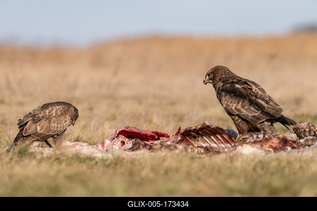 common buzzard eating meat  on a meadow-stock-foto