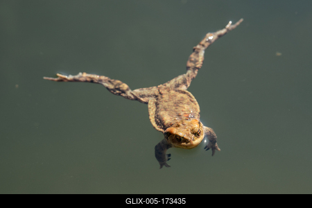 frog swimming in a pond at springtime-stock-foto
