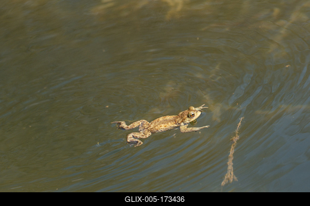 frog swimming in a pond at springtime-stock-foto