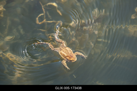 frog swimming in a pond at springtime-stock-foto