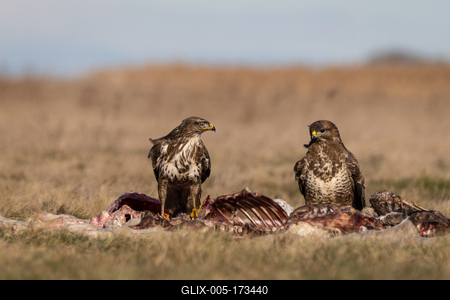two common buzzards  on a meadow-stock-foto