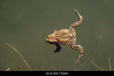 frog swimming in a pond at springtime-stock-foto