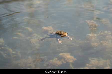 frog couple swimming in a pond at springtime-stock-foto