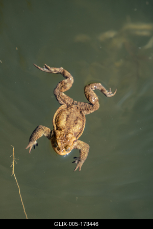 frog swimming in a pond at springtime-stock-foto