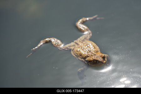 frog swimming in a pond at springtime-stock-foto