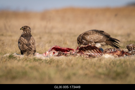 common buzzard eating meat  on a meadow-stock-foto