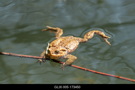 frog swimming in a pond at springtime-stock-foto