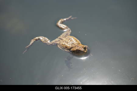 frog swimming in a pond at springtime-stock-foto