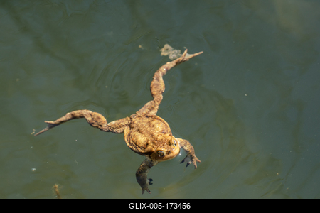 frog swimming in a pond at springtime-stock-foto