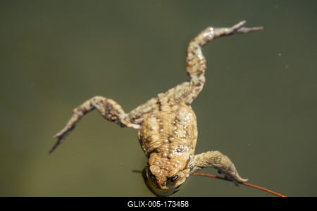 frog swimming in a pond at springtime-stock-foto