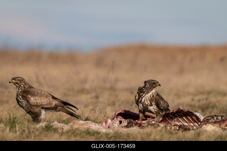 two common buzzards  on a meadow-stock-foto