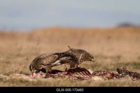 common buzzards eating meat on a meadow-stock-foto