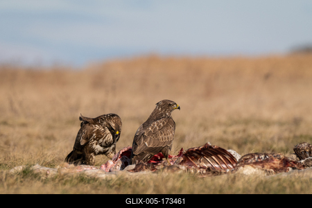 two common buzzards  on a meadow-stock-foto
