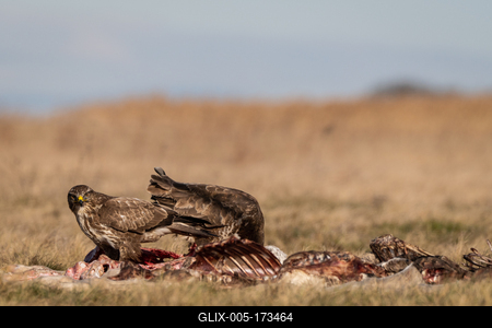 common buzzards eating meat on a meadow-stock-foto